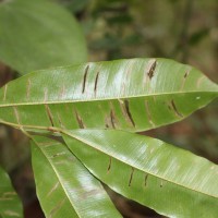 Donella lanceolata (Blume) Aubrév.